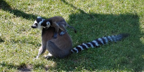 Powiększ grafikę: wycieczka-do-lemur-parku-705740.jpg