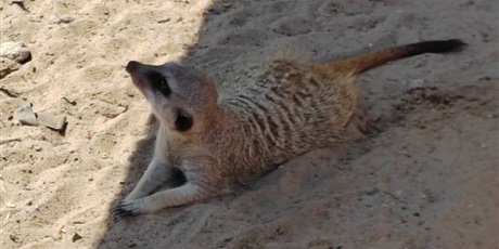 Powiększ grafikę: wycieczka-do-lemur-parku-705743.jpg