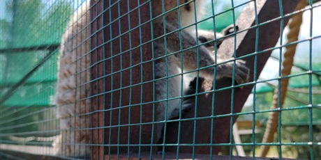Powiększ grafikę: wycieczka-do-lemur-parku-705746.jpg
